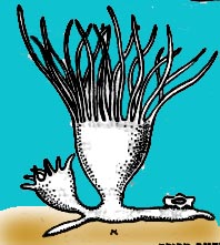 Source: Zoology, by Margolin (Hebrew); click for entire life-cycle